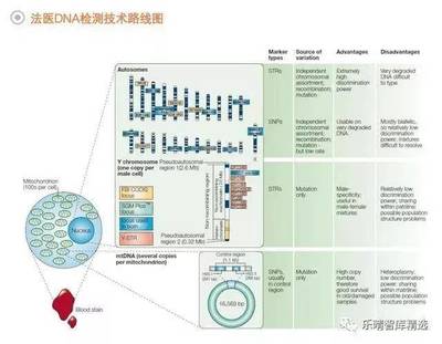 法醫(yī)DNA檢測(cè)行業(yè) 百億藍(lán)海市場(chǎng)蓄勢(shì)待發(fā)，技術(shù)創(chuàng)新驅(qū)動(dòng)未來(lái)